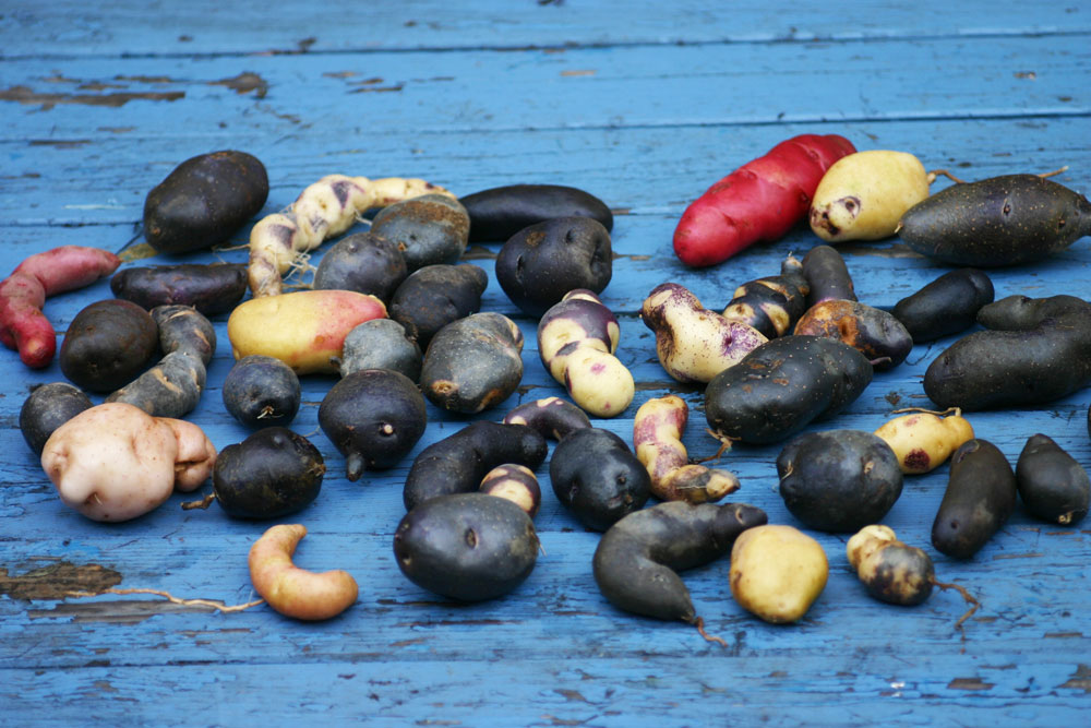 Ellenbergs Kartoffelvielfalt